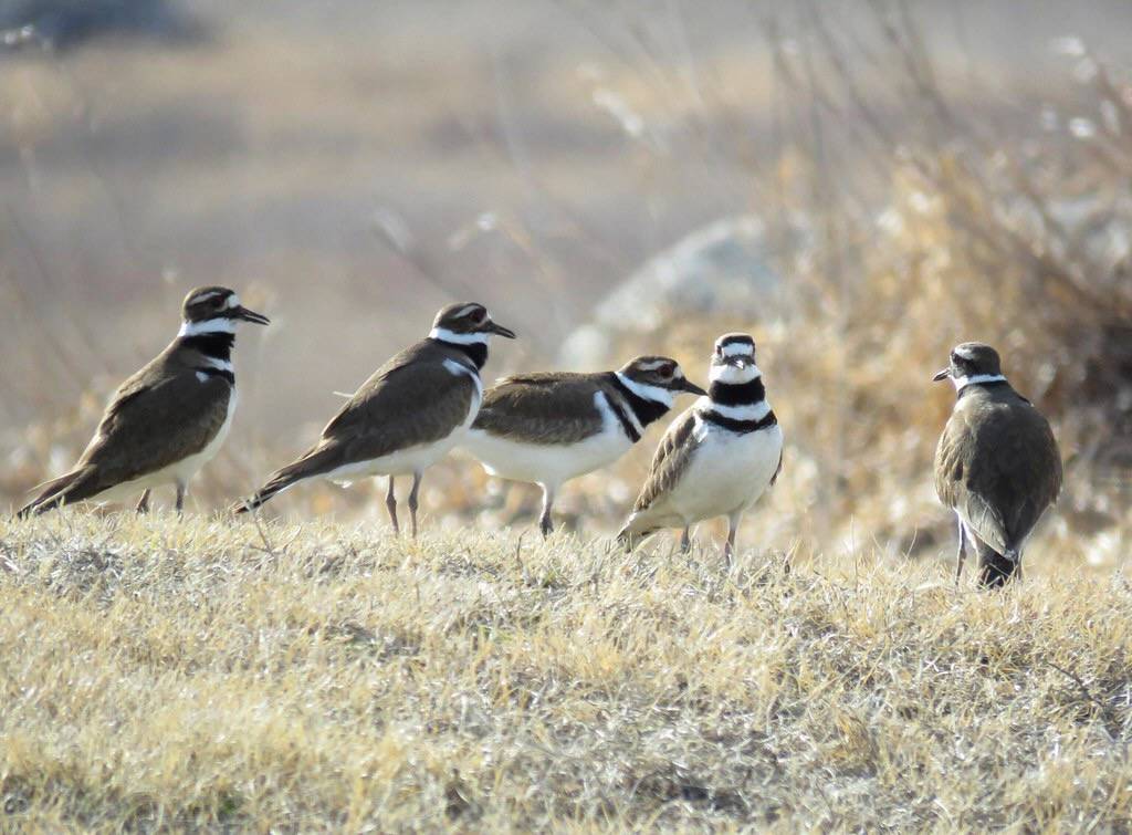 Flock of Killdeer by U.S. Fish and Wildlife Service - Midwest Region is licensed under CC BY 2.0.
